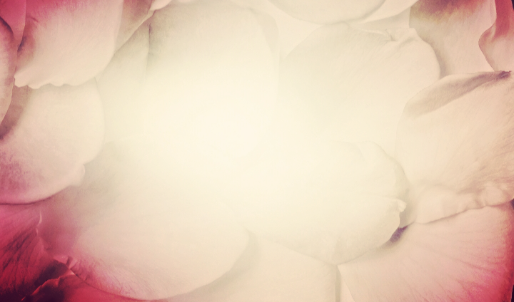 La rosa búlgara – la joya secreta de los perfumistas